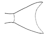 Familia Tetraodontidae_claves_02.jpg
